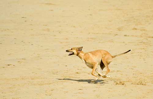 Whippet comportamiento