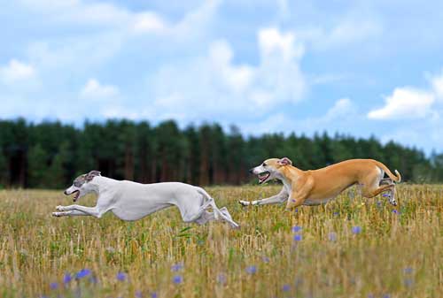 Whippet cuidados