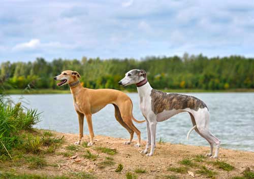 Whippet socializacion