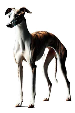 Whippet