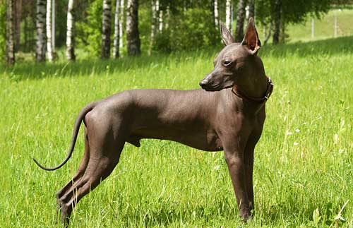 Xoloitzcuintle aspecto