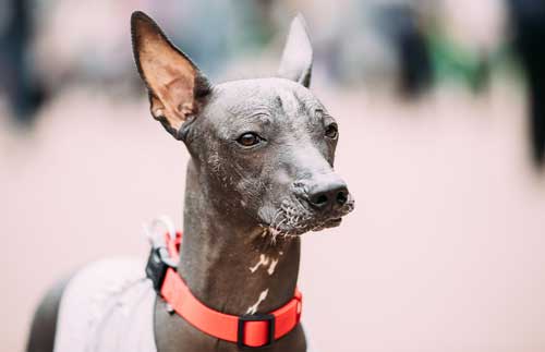 Xoloitzcuintle origen