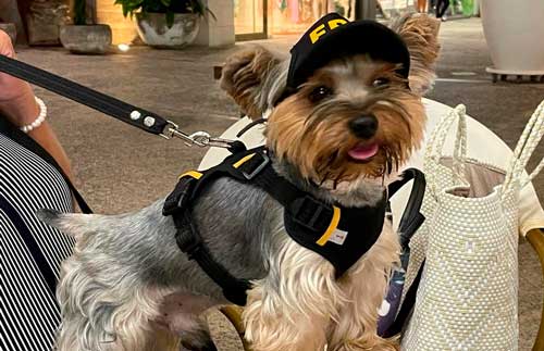 Yorkshire terrier comportamiento