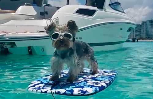Yorkshire terrier historia