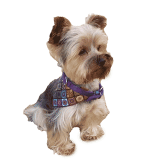 Yorkshire terrier